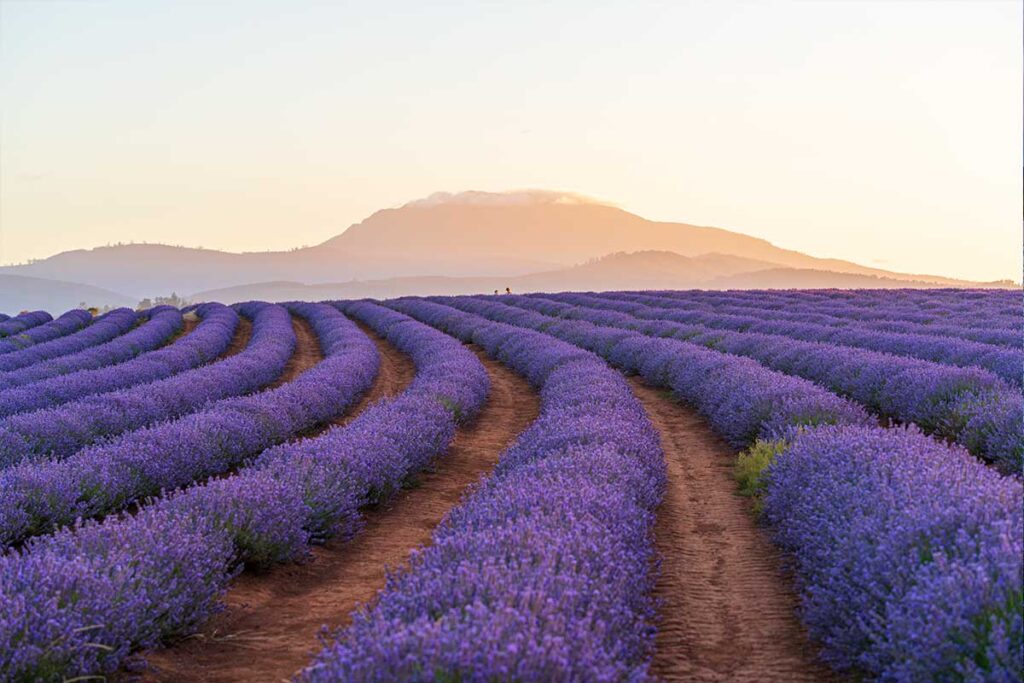 Bridestowe Lavender Estate