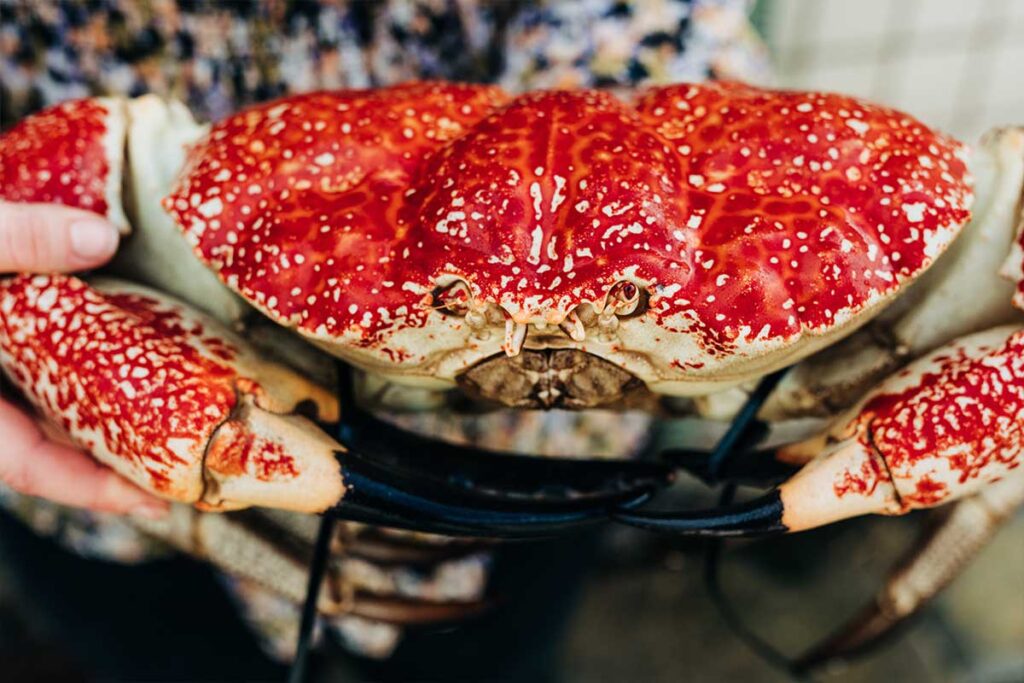 asmanian giant crab, King Island